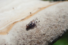 Myennis octopunctata