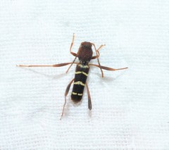 Neoclytus acuminatus