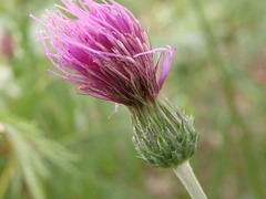 Cirsium filipendulum