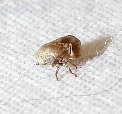 Clastoptera laevigata