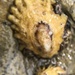 photo of Rough Limpet (Lottia scabra)