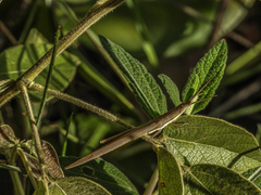 Xenismacris cyanoptera