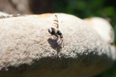 Myennis octopunctata
