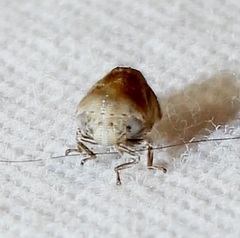 Clastoptera laevigata