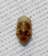 Clastoptera laevigata