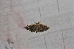 Anania coronata