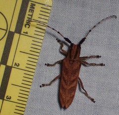 Saperda obliqua