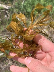 Potamogeton illinoensis