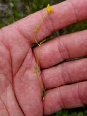Ranunculus flammula ovalis