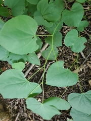 Cercis canadensis