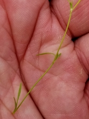 Ranunculus flammula ovalis