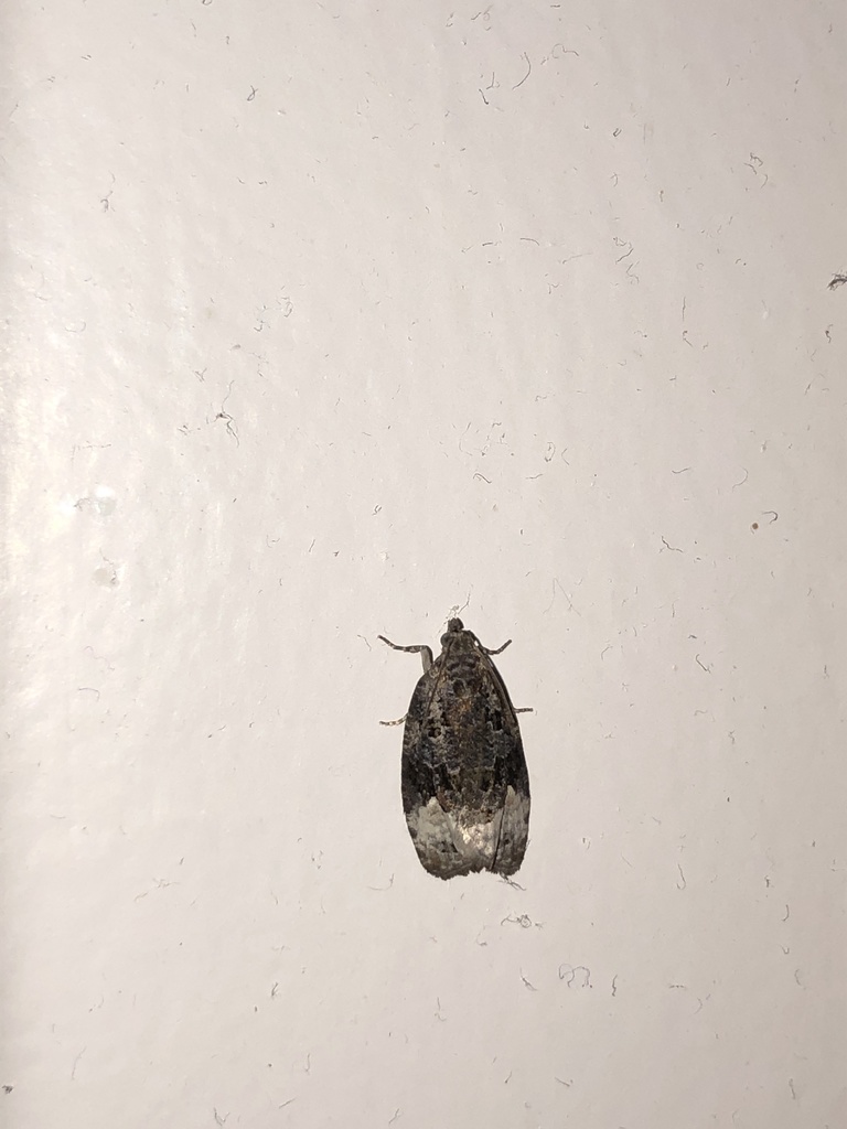 Sallow Apotomis Moth