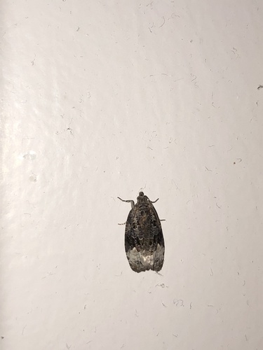 Sallow Apotomis Moth