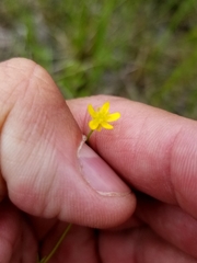 Ranunculus flammula ovalis