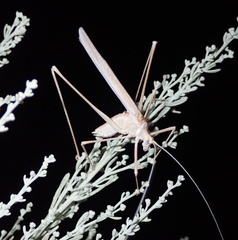 Arethaea brevicauda