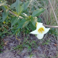 Anemopaegma flavum