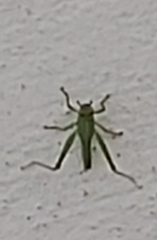 Orthoptera