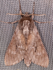 Lapara coniferarum