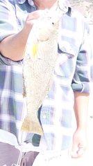 Umbrina roncador
