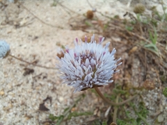 Jasione maritima
