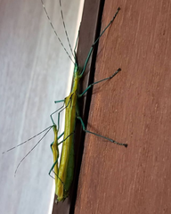 Tithonophasma tithonus