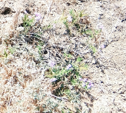 photo of Scorpionweeds (Phacelia)