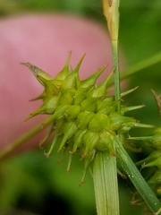 Carex cryptolepis