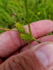 Carex cryptolepis