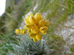 Conostylis candicans