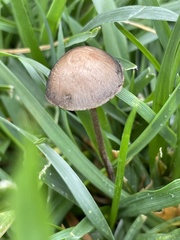 Panaeolus fimicola