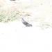 photo of Rock Pigeon (Columba livia)