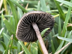 Panaeolus fimicola