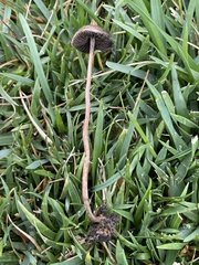 Panaeolus fimicola