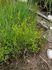 Carex cryptolepis
