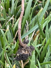Panaeolus fimicola