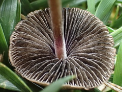 Panaeolus fimicola