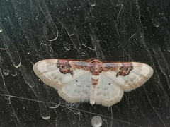Idaea mustelata