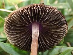 Panaeolus fimicola