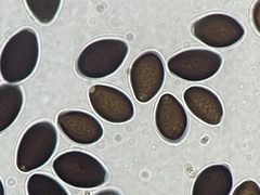Panaeolus fimicola