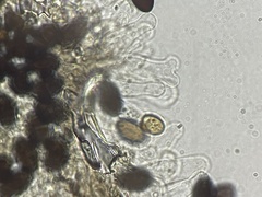 Panaeolus fimicola