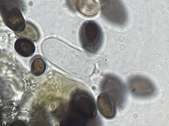 Panaeolus fimicola