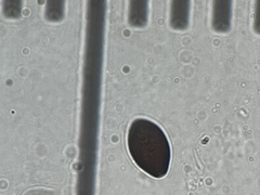 Panaeolus fimicola
