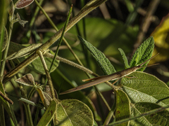 Xenismacris cyanoptera
