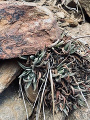 Dudleya pauciflora