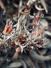 Dudleya pauciflora