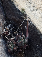 Dudleya pauciflora