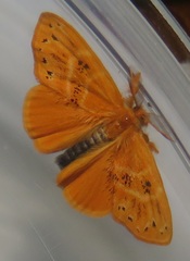 Euproctis punctifera