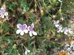 Erodium glandulosum