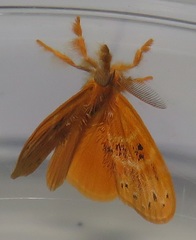 Euproctis punctifera