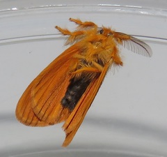 Euproctis punctifera